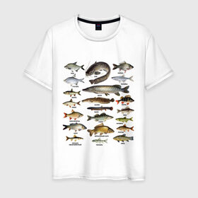 Мужская футболка хлопок с принтом Популярные виды рыб в Курске, 100% хлопок | прямой крой, круглый вырез горловины, длина до линии бедер, слегка спущенное плечо. | Тематика изображения на принте: рыба | рыбалка | рыбачить | туризм | туристические | туристу | улов