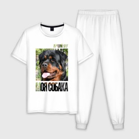 Мужская пижама хлопок с принтом Ротвейлер в Курске, 100% хлопок | брюки и футболка прямого кроя, без карманов, на брюках мягкая резинка на поясе и по низу штанин
 | Тематика изображения на принте: drug | порода | собака