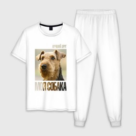 Мужская пижама хлопок с принтом Эрдельтерьер в Курске, 100% хлопок | брюки и футболка прямого кроя, без карманов, на брюках мягкая резинка на поясе и по низу штанин
 | drug | порода | собака | эрдельтерьер