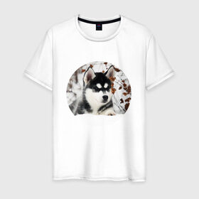 Мужская футболка хлопок с принтом Щенок хаски в Курске, 100% хлопок | прямой крой, круглый вырез горловины, длина до линии бедер, слегка спущенное плечо. | dog | husky | собака | хаски | щенок