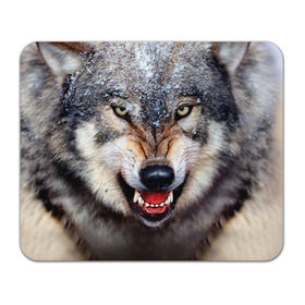 Коврик прямоугольный с принтом Волк в Курске, натуральный каучук | размер 230 х 185 мм; запечатка лицевой стороны | волк | животные | злой волк | зубы | оскал