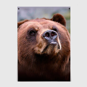 Постер с принтом Медведь в Курске, 100% бумага
 | бумага, плотность 150 мг. Матовая, но за счет высокого коэффициента гладкости имеет небольшой блеск и дает на свету блики, но в отличии от глянцевой бумаги не покрыта лаком | бурый | гризли | животные | медведь | мишка