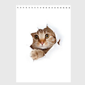Скетчбук с принтом Котик в Курске, 100% бумага
 | 48 листов, плотность листов — 100 г/м2, плотность картонной обложки — 250 г/м2. Листы скреплены сверху удобной пружинной спиралью | кот | котенок | котик | кошка | милый