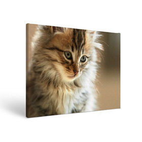 Холст прямоугольный с принтом Кот в Курске, 100% ПВХ |  | Тематика изображения на принте: домашняя | животное | кот | котэ | кошка