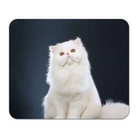 Коврик прямоугольный с принтом Кот в Курске, натуральный каучук | размер 230 х 185 мм; запечатка лицевой стороны | домашняя | животное | кот | котэ | кошка