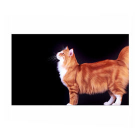Бумага для упаковки 3D с принтом Рыжий кот в Курске, пластик и полированная сталь | круглая форма, металлическое крепление в виде кольца | домашняя | животное | кот | котэ | кошка | рыжая