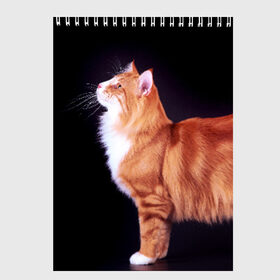 Скетчбук с принтом Рыжий кот в Курске, 100% бумага
 | 48 листов, плотность листов — 100 г/м2, плотность картонной обложки — 250 г/м2. Листы скреплены сверху удобной пружинной спиралью | домашняя | животное | кот | котэ | кошка | рыжая