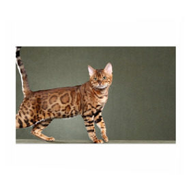 Бумага для упаковки 3D с принтом Бенгальский кот в Курске, пластик и полированная сталь | круглая форма, металлическое крепление в виде кольца | бенгальский | домашняя | животное | кот | котэ | кошка