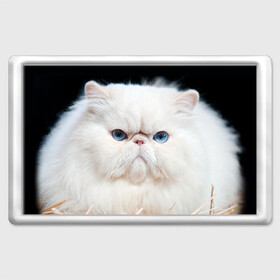 Магнит 45*70 с принтом Персидский кот в Курске, Пластик | Размер: 78*52 мм; Размер печати: 70*45 | Тематика изображения на принте: домашняя | животное | кот | котэ | кошка | персидский