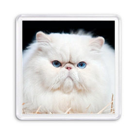 Магнит 55*55 с принтом Персидский кот в Курске, Пластик | Размер: 65*65 мм; Размер печати: 55*55 мм | Тематика изображения на принте: домашняя | животное | кот | котэ | кошка | персидский