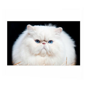 Бумага для упаковки 3D с принтом Персидский кот в Курске, пластик и полированная сталь | круглая форма, металлическое крепление в виде кольца | Тематика изображения на принте: домашняя | животное | кот | котэ | кошка | персидский