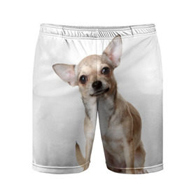 Мужские шорты 3D спортивные с принтом Чихуахуа в Курске,  |  | животное | порода | собака | чихуахуа