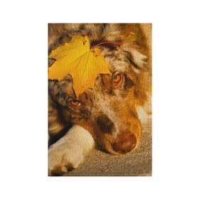 Обложка для паспорта матовая кожа с принтом Австралийская овчарка в Курске, натуральная матовая кожа | размер 19,3 х 13,7 см; прозрачные пластиковые крепления | австралийская овчарка | клён | осень | порода | собака