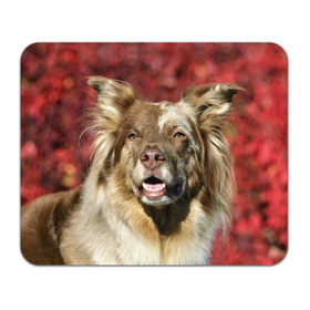 Коврик прямоугольный с принтом Австралийская овчарка в Курске, натуральный каучук | размер 230 х 185 мм; запечатка лицевой стороны | австралийская овчарка | животное | порода | собака