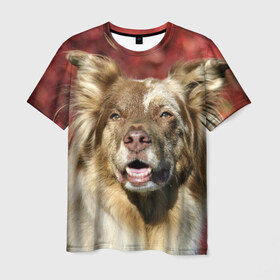 Мужская футболка 3D с принтом Австралийская овчарка в Курске, 100% полиэфир | прямой крой, круглый вырез горловины, длина до линии бедер | австралийская овчарка | животное | порода | собака