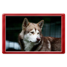 Магнит 45*70 с принтом Аляскинский маламут в Курске, Пластик | Размер: 78*52 мм; Размер печати: 70*45 | аляскинский маламут | животное | порода | собака
