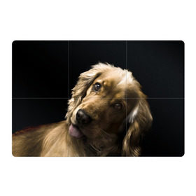 Магнитный плакат 3Х2 с принтом Английский кокер-спаниель в Курске, Полимерный материал с магнитным слоем | 6 деталей размером 9*9 см | английский кокер спаниель | животно | порода | собака