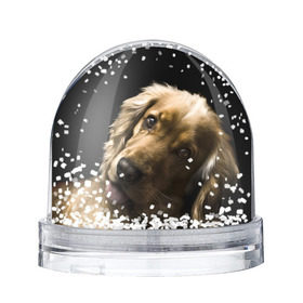 Снежный шар с принтом Английский кокер-спаниель в Курске, Пластик | Изображение внутри шара печатается на глянцевой фотобумаге с двух сторон | английский кокер спаниель | животно | порода | собака