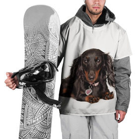 Накидка на куртку 3D с принтом Карликовая такса в Курске, 100% полиэстер |  | Тематика изображения на принте: животное | карликовая такса | порода | собака