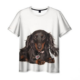 Мужская футболка 3D с принтом Карликовая такса в Курске, 100% полиэфир | прямой крой, круглый вырез горловины, длина до линии бедер | животное | карликовая такса | порода | собака