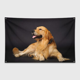 Флаг-баннер с принтом Золотистый ретривер в Курске, 100% полиэстер | размер 67 х 109 см, плотность ткани — 95 г/м2; по краям флага есть четыре люверса для крепления | животное | золотистый ретривер | порода | собака