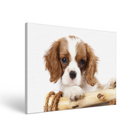 Холст прямоугольный с принтом Кинг чарльз спаниель в Курске, 100% ПВХ |  | Тематика изображения на принте: животное | кинг чарльз спаниель | порода | собака