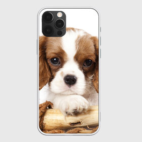 Чехол для iPhone 12 Pro Max с принтом Кинг чарльз спаниель в Курске, Силикон |  | Тематика изображения на принте: животное | кинг чарльз спаниель | порода | собака