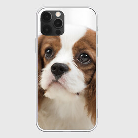 Чехол для iPhone 12 Pro Max с принтом Кинг чарльз спаниель в Курске, Силикон |  | Тематика изображения на принте: животное | кинг чарльз спаниель | порода | собака