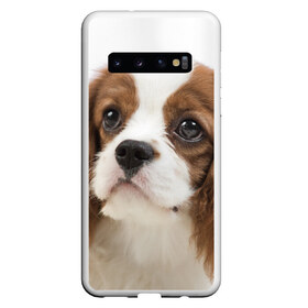Чехол для Samsung Galaxy S10 с принтом Кинг чарльз спаниель в Курске, Силикон | Область печати: задняя сторона чехла, без боковых панелей | животное | кинг чарльз спаниель | порода | собака