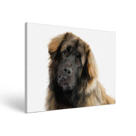 Холст прямоугольный с принтом Леонбергер в Курске, 100% ПВХ |  | Тематика изображения на принте: животное | леонбергер | порода | собака