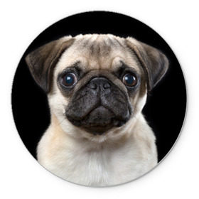 Коврик круглый с принтом Мопс в Курске, резина и полиэстер | круглая форма, изображение наносится на всю лицевую часть | животное | мопс | порода | собака