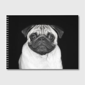 Альбом для рисования с принтом Мопс в Курске, 100% бумага
 | матовая бумага, плотность 200 мг. | животное | мопс | порода | собака