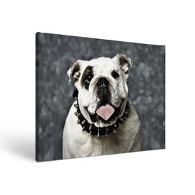 Холст прямоугольный с принтом Английский бульдог в Курске, 100% ПВХ |  | Тематика изображения на принте: животное | порода | собака | французский бульдог