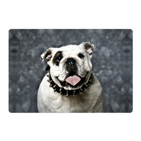 Магнитный плакат 3Х2 с принтом Английский бульдог в Курске, Полимерный материал с магнитным слоем | 6 деталей размером 9*9 см | Тематика изображения на принте: животное | порода | собака | французский бульдог
