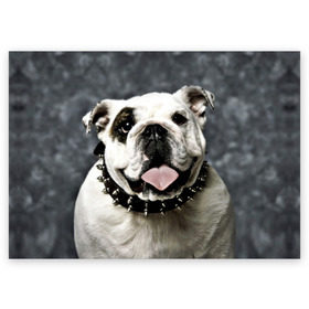 Поздравительная открытка с принтом Английский бульдог в Курске, 100% бумага | плотность бумаги 280 г/м2, матовая, на обратной стороне линовка и место для марки
 | животное | порода | собака | французский бульдог