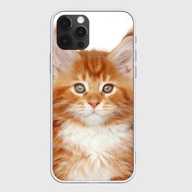 Чехол для iPhone 12 Pro Max с принтом Рыжий котенок в Курске, Силикон |  | животное | порода | рыжий котенок