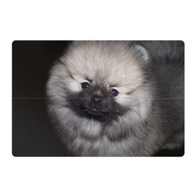 Магнитный плакат 3Х2 с принтом Кеесхонд в Курске, Полимерный материал с магнитным слоем | 6 деталей размером 9*9 см | животное | кеесхонд | порода | собака