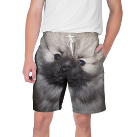 Мужские шорты 3D с принтом Кеесхонд в Курске,  полиэстер 100% | прямой крой, два кармана без застежек по бокам. Мягкая трикотажная резинка на поясе, внутри которой широкие завязки. Длина чуть выше колен | Тематика изображения на принте: животное | кеесхонд | порода | собака