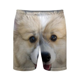 Мужские шорты 3D спортивные с принтом Пемброк-вельш-корги, собака, п в Курске,  |  | Тематика изображения на принте: животное | пемброк вельш корги | порода | собака