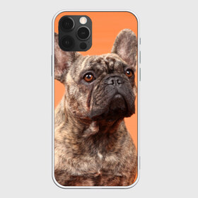Чехол для iPhone 12 Pro Max с принтом Французский бульдог в Курске, Силикон |  | животное | порода | собака | французский бульдог
