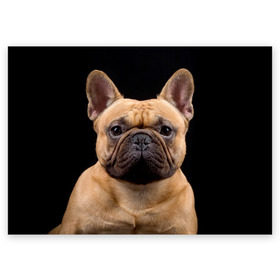 Поздравительная открытка с принтом Французский бульдог в Курске, 100% бумага | плотность бумаги 280 г/м2, матовая, на обратной стороне линовка и место для марки
 | Тематика изображения на принте: животное | порода | собака | французский бульдог