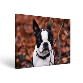 Холст прямоугольный с принтом Бостон Терьер в Курске, 100% ПВХ |  | Тематика изображения на принте: животное | порода | собака | французский бульдог