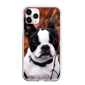 Чехол для iPhone 11 Pro матовый с принтом Бостон Терьер в Курске, Силикон |  | животное | порода | собака | французский бульдог