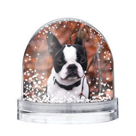 Снежный шар с принтом Бостон Терьер в Курске, Пластик | Изображение внутри шара печатается на глянцевой фотобумаге с двух сторон | животное | порода | собака | французский бульдог