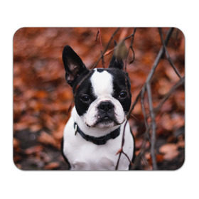Коврик прямоугольный с принтом Бостон Терьер в Курске, натуральный каучук | размер 230 х 185 мм; запечатка лицевой стороны | Тематика изображения на принте: животное | порода | собака | французский бульдог