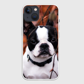 Чехол для iPhone 13 с принтом Бостон Терьер в Курске,  |  | Тематика изображения на принте: животное | порода | собака | французский бульдог