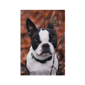 Обложка для паспорта матовая кожа с принтом Бостон Терьер в Курске, натуральная матовая кожа | размер 19,3 х 13,7 см; прозрачные пластиковые крепления | животное | порода | собака | французский бульдог