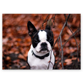 Поздравительная открытка с принтом Бостон Терьер в Курске, 100% бумага | плотность бумаги 280 г/м2, матовая, на обратной стороне линовка и место для марки
 | животное | порода | собака | французский бульдог