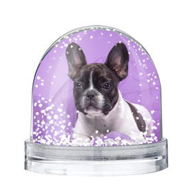 Снежный шар с принтом Французский бульдог в Курске, Пластик | Изображение внутри шара печатается на глянцевой фотобумаге с двух сторон | животное | порода | собака | французский бульдог