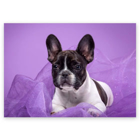 Поздравительная открытка с принтом Французский бульдог в Курске, 100% бумага | плотность бумаги 280 г/м2, матовая, на обратной стороне линовка и место для марки
 | Тематика изображения на принте: животное | порода | собака | французский бульдог